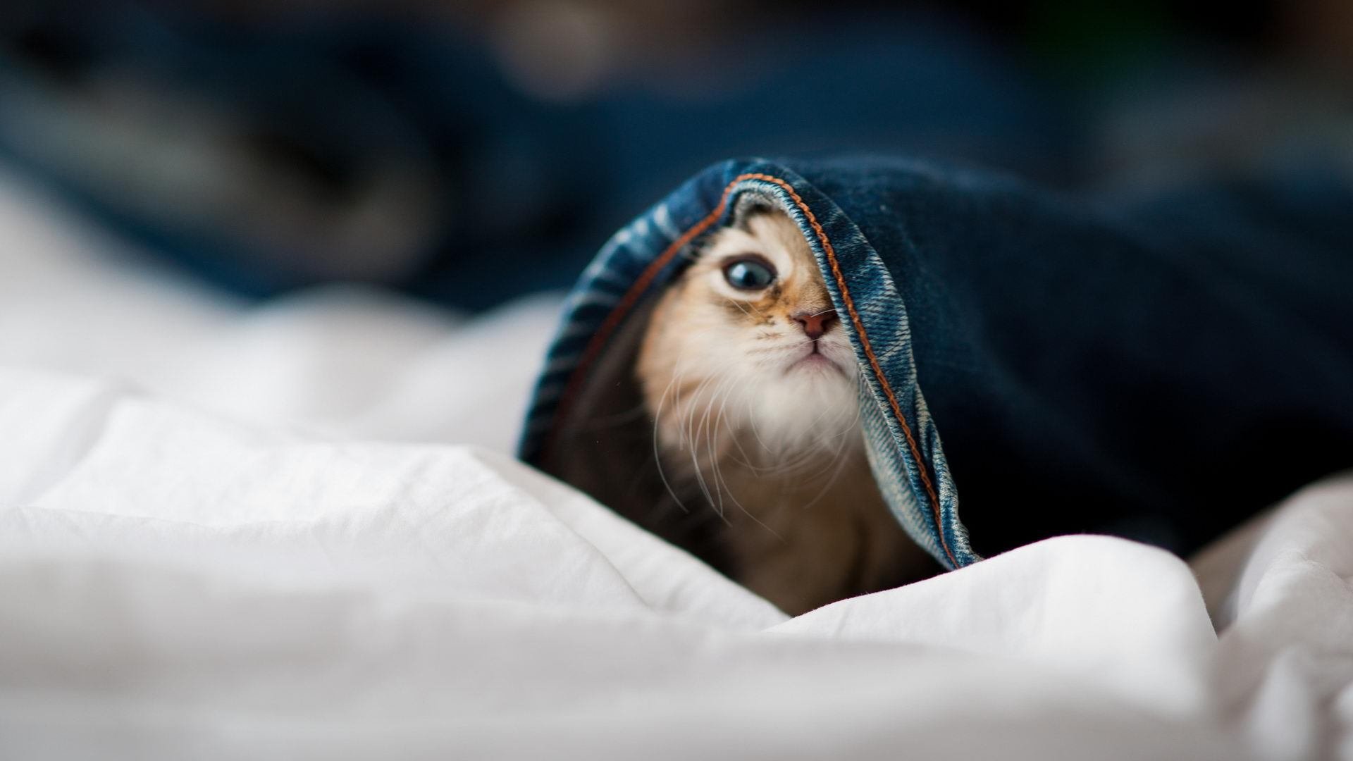 体育赛事多渠道营销方案,体育赛事的营销策略有哪些